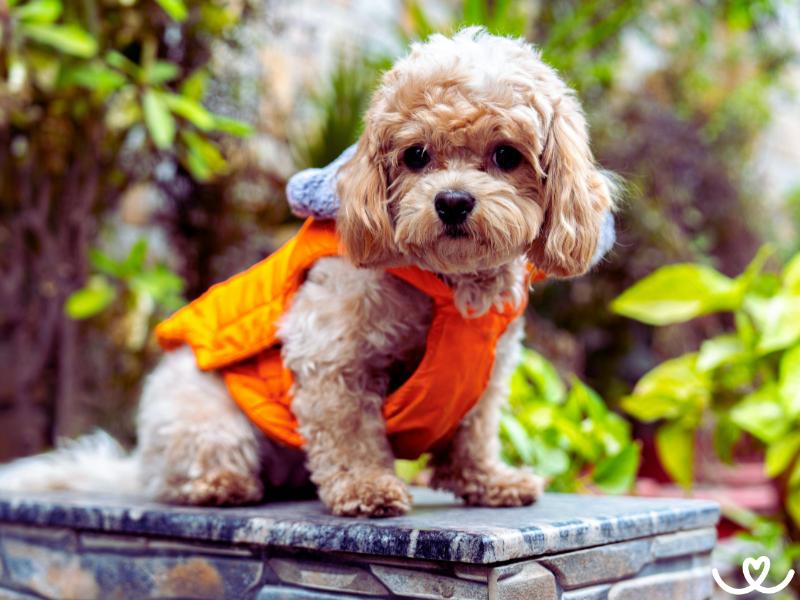 Cavapoo svou roztomilostí dobývá srdce pejskařů | CHLUPÁČI.cz